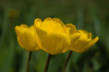 Obraz premium three yellow tulips