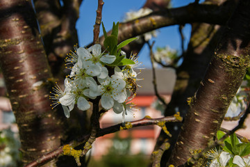 Blooming cherry and bee