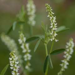 white flowers of melilot blooming in the summer park