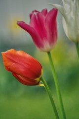three tulips, red, pink and white on a green background, a tulip as a decoration of parks, gardens and a gift for ladies