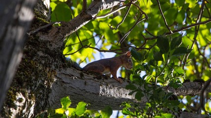 Eichhörnchen auf einem Ast
