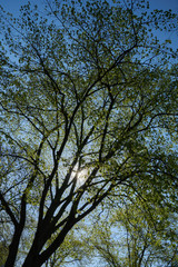 Frühlingsgrün, Sonnenstrählen und blauer Himmel