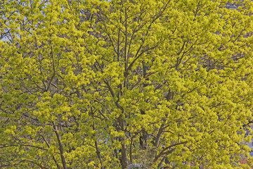 Fototapeta premium Blüten des Spitzahorn