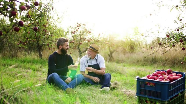 A senior man with adult son drinking cider in apple orchard in autumn.