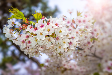 Close up of sakura tree flowers