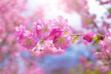 Close up of sakura tree flowers