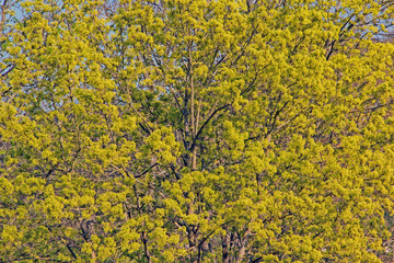 Blüten des Spitzahorn