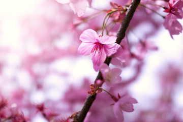 Close up of sakura tree flowers