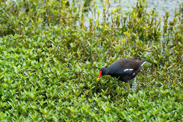 Common moorhen (Gallinula chloropus) looking for food in Dal lake, Srinagar, Jammu and Kashmir, India