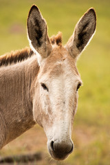 Donkey out in nature