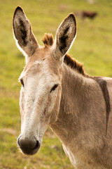 Donkey out in nature