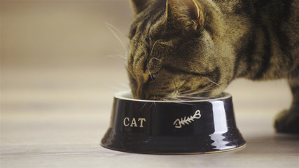 Cat eat from bowl close-up