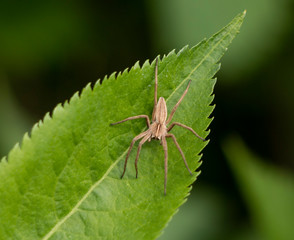 nursery web spider - pisaura mirabilis
