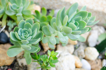 cactus and flower on garden growup many spicy