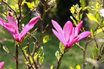 Fototapeta premium Magnolienblüten