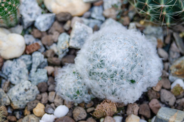 cactus and flower on garden growup many spicy