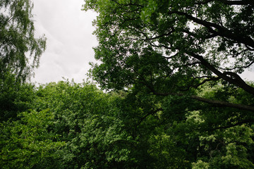 Landscape with trees with green leaves in clear daytime