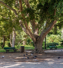 Benches, pigeons and a large tree growing in the park