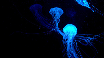 Beautiful jellyfish moving through the water neon lights