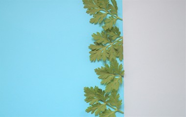 branch with green leaves on blue background