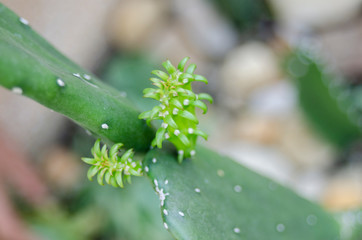 cactus and flower on garden growup many spicy