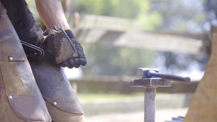 Horse hoof with new horseshoe