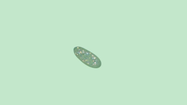 ciliates Param cium under a microscope, protozoa, in the video, internal organs and food are poured with different colors and the work of cilia and vacuus is visible, can be found in any aquarium, is