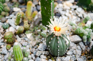 cactus and flower on garden growup many spicy