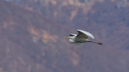 Airone bianco maggiore in volo nel cielo