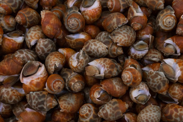 seafood stall in the  market