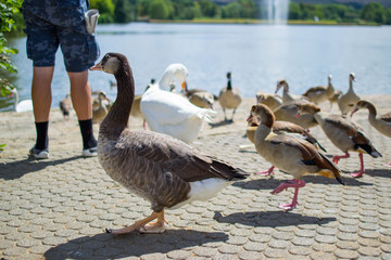 Group, team or paddling of ducks and gooses on the floor of a park with a pool and fountain at the background