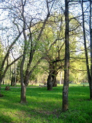 Spring in parks of the hometown. Kirov citi.