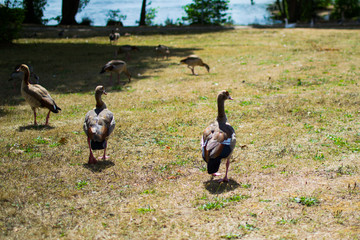 Team, group or raft of ducks walking on a green grass field. Wildlife