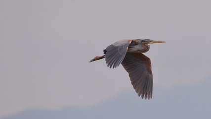 Airone rosso in volo nel cielo serale