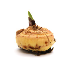 The bulb is the gladiolus with the earth sprout isolated on white background.