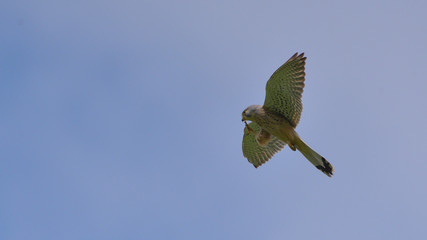 Gheppio mangia una preda in volo