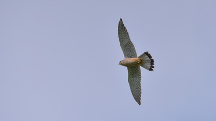Gheppio in volo nel cielo blu
