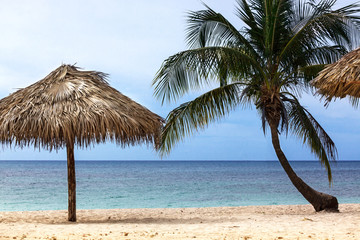 palm and beach umbrella