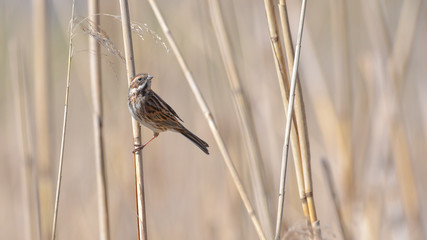 Migliarino di palude tra le canne della palude