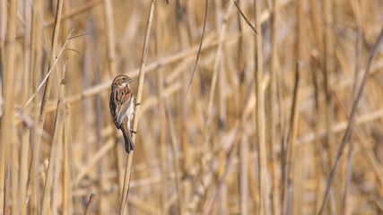 Migliarino di palude sulla canna nella palude