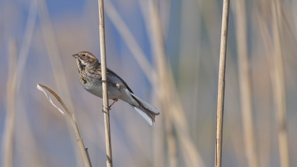 Migliarino di palude tra le canne della palude