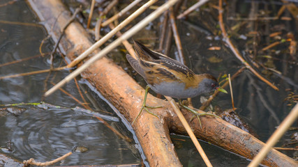 Schiribilla in palude che guarda nell'acqua