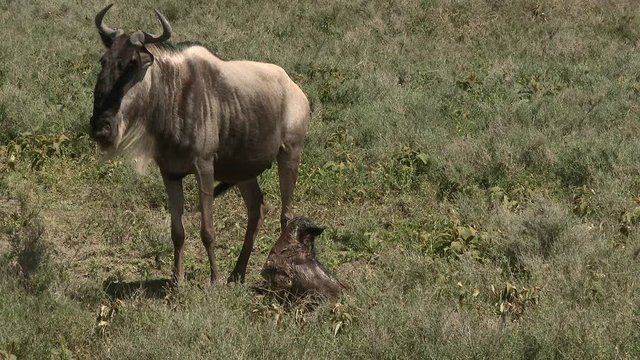 Blue Wildebeest (Connochaetes taurinus)  female with her newborn calf, trying to stand, on the Ngorongoro Conservation Area plains.