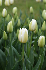 Tulip Coquette
