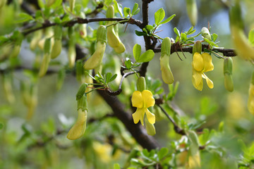 Chinese Pea Shrub