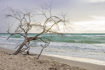 Baum im Ostseesturm