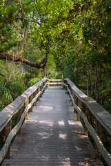 wooden walkway centered through forest
