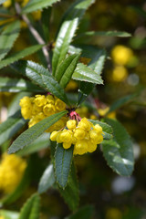 Wintergreen barberry