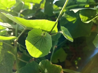 Gourd trees and grapes in Thai orchards5