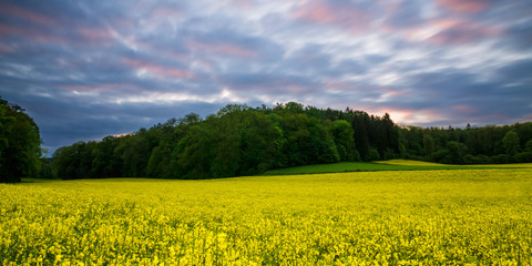 field of oilseed rape and trees at sunset